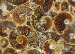 Plate Made Of Agatized Ammonite Fossils #51051-2